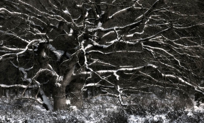 Dooiende sneeuwresten geven de contouren van de eik goed weer.