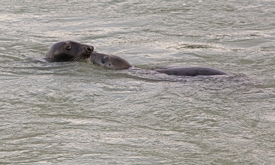 Dit hebben we veel gezien die dag: mannetje en vrouwtje snuit aan snuit. Dit keer 2 zeehonden, maar soms ook met 3 tegelijk.