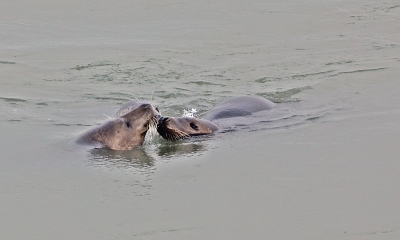 Hier dan een groepsknuffel. Erg leuk om te zien hoe deze dieren met elkaar omgaan. Af en toe werd er ook behoorlijk naar elkaar gebruld en geblazen. Ze kunnen echt behoorlijk herrie maken. Ze hadden dan ook meer oog voor elkaar dan voor ons, zodat we ze ongestoord konden gadeslaan.