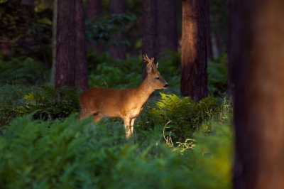 Op een zonnige dag genomen in het bos vanuit een schuiltentje.