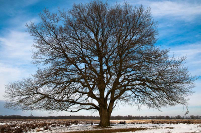 Koud, harde wind (5), blauwe winterse luchten, echt winters weer met veel liggend sneeuw.