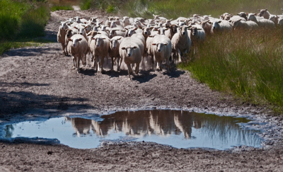 Heide moet ook worden begraast en daarom lopen er regelmatig schapen op de heide, die af en toe ook dorst hebben.