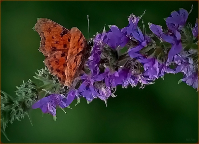 Thuis in de tuin zitten ze regelmatig op mijn vlinderstruiken