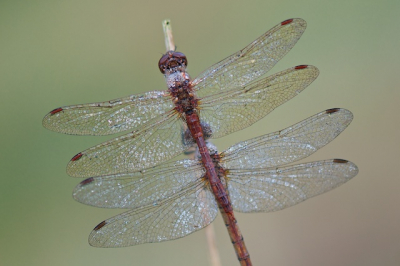 Vroeg in de ochtend, mooie zomerdag maa nog geen zon, wel iets dauw. Statief. Geen flits, wel reflector.
