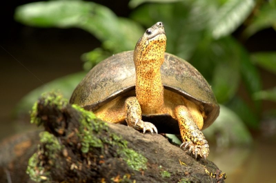 This foto is made during a boat trip through the forest near Tortuguero.