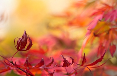 Uit de hand met  Canon 60D met 100 mm macro,  einde middag, zon links voor