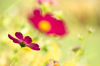 Canon 60D en de 100 mm macrolens uit de hand  gefotografeerd met de zon rechts achter
