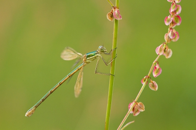 Droog en redelijk zonnig weer aan het begin van de avond