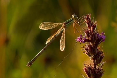 Droog en zonnig weer aan het begin van de avond, tegen de zon in gefotografeerd