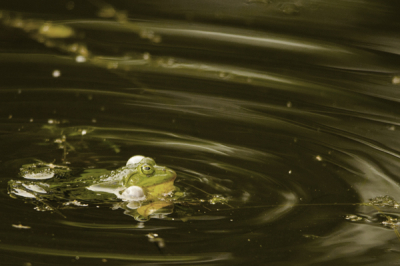 Gefotografeerd bij laagstaande zon in grote poel bij mijn huis.
Meerdere kikkers waren zeer actief bezig