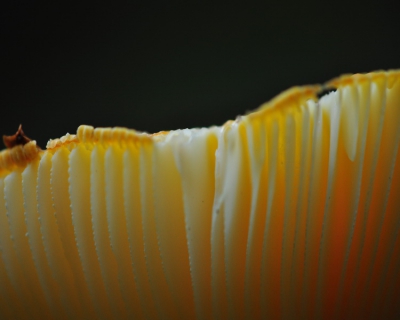 Herfstfoto van een paddestoel in detail met een macrolens. De foto is in het Doktersbos gemaakt nabij Nijverdal