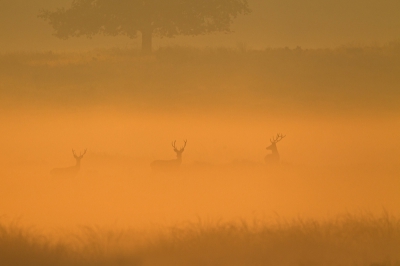 S morgens vroeg met toestemming van beheerder in camouflage tent gaan zitten. Rond 7 uur kwamen er een aantal herten de hei op. Het was toen nog erg mistig. Om iets voor half 8 kwam de zon op en trok de mist naar beneden. dat leverde dit licht en beeld op.