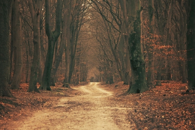 Het Speulderbos is bij uitstek heel snel mijn favoriete bos geworden. En dat terwijl ik er nog maar n keer ben geweest! Het was een prachtige dag in de overgang van de winter naar de lente (het was net 2 dagen lente). Dat zou je wellicht niet zeggen; op de foto lijkt het meer herfst! Ik heb gewoon een prachtige locatie gevonden en mijn camera in het midden van het pad neergezet. Ik heb redelijk wat maling aan de regel van derden gehad, zoals je ziet. Maar dat vind ik met zo'n onderwerp als deze ook helemaal niet belangrijk. Sterker nog, de regel van derden zou hier helemaal niet op zijn plaats geweest zijn. Het was ook redelijk donker dus moest wel mijn statief gebruiken en zelfs toen (gelukkig schoot ik in RAW) zag ik na afloop dat de foto nogal donker was uitgevallen.