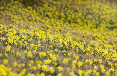 Deze vallei in het oosten van Belgi� is de thuisbasis van een van de meest indrukwekkende groeiplaatsen van wilde narcissen in het land. Ik kon mijn ogen niet geloven toen ik aankwam. Gelukkig is dit gebied een beschermd en de wilde narcissen die hier bloeien hebben nu een veilige toekomst voor de boeg.