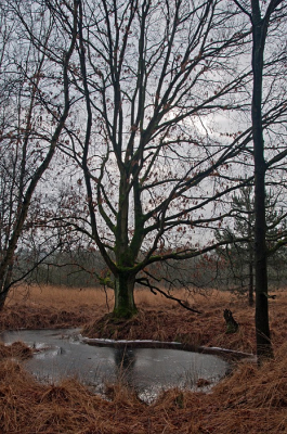 In het natuurgebied Kleine Meer, na een ijzige dag stond deze zomereik te pronken. Het gebied is grotendeels een (water)vogelreservaat en alleen wandelaars zijn toegestaan.