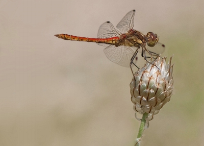 Had net een macrolens gekocht en probeerde deze uiteraard uit in de tuin. Deze steenrode heidelibel streek neer op een uitgebloeide droogbloem. Heb 3 foto's kunnen maken toen vloog het weer verder.