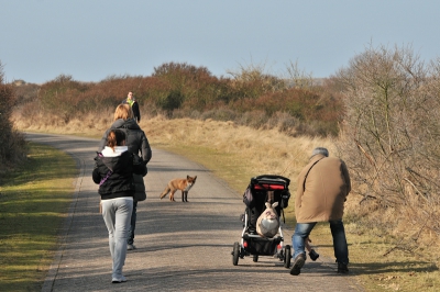 Een stuk voor mij op het pad kwam ineens een vos uit de struiken en stopte midden op het pad, kerel met de kinderwagen schrok zo en wilde zo graag een foto maken dat ie zn camera liet vallen.. vond ik wel een hilarisch plaatje