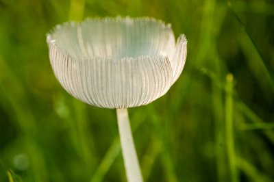 Zag deze jaren geleden in het grasveld staan. Geen idee wat het is. Ik vermoed een paddenstoeltje.