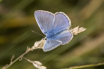 Mijn eerste blauwtje op de foto.

Sigma 150mm macro
1/500
F8
ISO 500
Invulflitsje met interne flitser
Zonder statief.