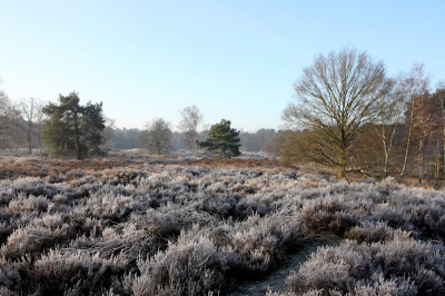Helaas was ik al aan de late kant, maar de koude zat nog in de lucht en de rijp op de heide.