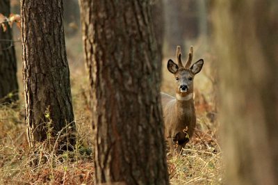 Genomen vanuit een kijkhut in het bos.
Tussen de bomen door kon ik een paar foto's maken.