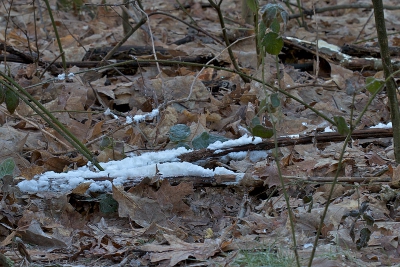 Ijsbehaarde takken in het bos (loofhout)
Er is pas twee jaar geleden wat meer onderzoek naar gedaan. Eerder bestond al het vermoeden dat schimmels er voor verantwoordelijk zouden zijn. Het bleek namelijk dat het hout waar ijshaar op groeide altijd in min of meerdere mate aangetast was door verschillende winteractieve paddenstoelen en lagere schimmels. Men denkt dat haarijs zich vormt door de afbraakproducten van de actieve schimmel in het hout. Daarbij wordt koolzuurgas en water gevormd en een heel klein beetje warmte. Deze mix van gas en water verlaat het hout door de mergstralen die een doorsnede van gemiddeld zon 0,012 millimeter hebben. Dit komt vrijwel exact overeen met de doorsnede van het ijshaar. Later in de winter, als de schimmel minder actief wordt, houdt de vorming van het ijshaar ook op. IJshaar is tot nu toe alleen gevonden op hout van loofbomen. Het gaat In Europa bijna altijd om takken van de Beuk en Eik.