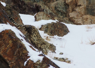 Onder barre omstandigheden, 's nachts -20 graden en camperen in de hoge himalaya is geen pretje maar als je dan je doel bereikt door het zien van de sneeuwpanter is het de kou doorstaan helemaal waard.
een prachtig dier en moeilijk te traceren, gelukkig was er een goede gids.