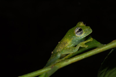 Glaskikkers zijn heel zeldzaam. Ze komen vaak in de avond vanuit de boomtoppen naar beneden om naast een stroompje op een blad te gaan zitten. Deze zat op twee meter hoogte en ik moest iemand anders vragen of hij me vasthield zodat ik net aan een foto kon maken. Glaskikkers hebben als kenmerk dat je door de huid heen kan kijken en bijvoorbeeld het hart kan zien. Ook kan je een zak organen en groene botten zien.