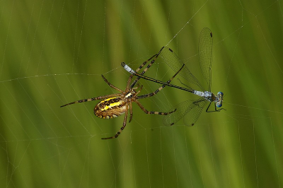 Vandaag naar de hoge veluwe geweest. Het leek vanmorgen niet zo mooi weer, gelukkig klaarde het rond 11 uur mooi op. De onfortuinlijke juffer vloog het web in net toen ik de wespspin wilde fotograferen. De afloop laat zich raden.
