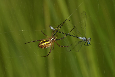 Vandaag naar de hoge veluwe geweest. Het leek vanmorgen niet zo mooi weer, gelukkig klaarde het rond 11 uur mooi op. De onfortuinlijke juffer vloog het web in net toen ik de wespspin wilde fotograferen. De afloop laat zich raden.