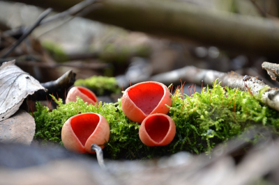 De zon kon net niet door de bewolking komen. Opname is in het bos gemaakt.