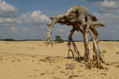 Een mooie dag om eens de veluwe te bezoeken. Naaldboom omlijst met de resten van zijn soortgenoot