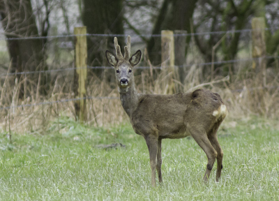Vandaag 6 reeen gezien, deze reebok bleef mooi staan.. Helaas erg bewolkt en slecht licht.