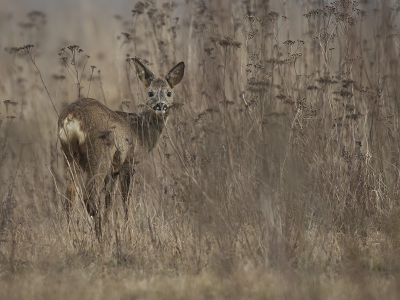 Op weg naar Lijnoorden in de Biesbosch stak deze reegeit ineens over voor mijn auto.
Er wordt op veel plekken daar gewerkt en het is een grote bouwput, hierdoor is vooral het wild erg onrustig.
Gelukkig was t niet druk met verkeer en kon hij snel de beschutting opzoeken waarvan hier een plaatje.