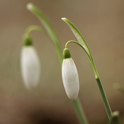 In �t Weegje in Waddinxveen stonden aardig wat Sneeuwklokjes. Lang gezocht naar twee dezelfde Sneeuwklokjes achter elkaar. Daarna met de camera vanaf de grond proberen goed vast te leggen.