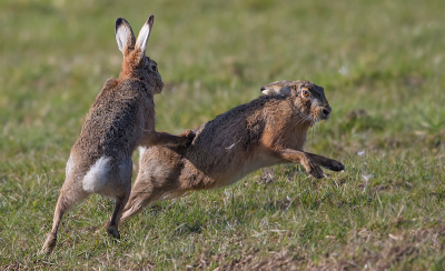 Vanmiddag nog even de polder in geweest.
De warmte van de Lente was al goed te zien over de weilanden...(warmte trillingen).
Veel foto's waren niet scherp te krijgen.
Heb 2 foto's die er redelijk uitkwamen.