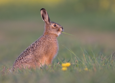 DE LENTE VOOR DE DEUR
Gisteren was het eindelijk weer eens lekker lenteweer. De eerste worp jonge haasjes zal er misschien net zijn. Altijd leuk om te zien hoe onbevangen die beestjes soms nog op mensen af kunnen lopen. Helemaal leuk als je dan net op je buik met je camera in het gras ligt.