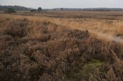 Midden op de dag, uit de hand geschoten, een lekker koude dag met een flauw zonnetje en bewolking, op deze foto is mooi de begroeiing te zien met de diverse plantensoorten/mossen.