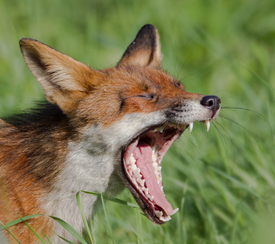 Nog 2 uit de schoenendoos...
De vos lijkt dichtbij, maar het is een redelijke crop en 800mm....
Van verstoring geen sprake