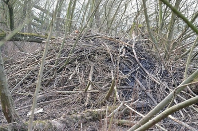 Op zoek gegaan naar de bever. Deze had ik al gespot, maar zonder camera. Nu geen bever maar wel zijn/haar huis gevonden.