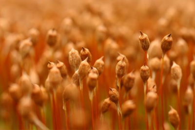 Mossen zijn ook planten. Wanneer je op de grond gaat liggen kun je leuke dingen zien.