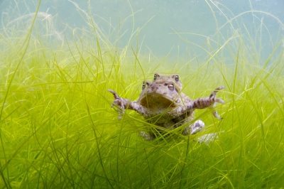Afgelopen zaterdag voor het eerst mijn onderwatergerief gaan uittesten. De eerste padden waren juist in de poel toegekomen, en dit mannetje had al een van de eerste vrouwtjes te pakken. Het weer stak echter tegen (bewolkt en regen), dus het is wachten op beter weer om nog eens terug te gaan.