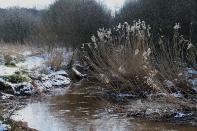Vandaag er weer eens heerlijk op uit om foto's te maken heb er weer veel gemaakt. Het was prachtig weer om te fotograferen geen felle zon en een mooi licht over de sneeuw en het landschap.
Ik heb erg genoten.