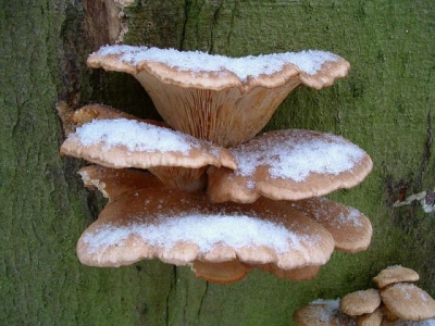 <i class='fa fa-user'></i>&nbsp;Art&nbsp;| Gewone Oesterzwam&nbsp; <i class='fa fa-eye'>&nbsp;195</i> &nbsp; <i class='fa fa-comment-o'>&nbsp;5</i>