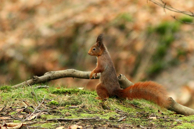 ik kwam deze eekhoorn tegen in het bos. Hij hield even stand voor de foto.