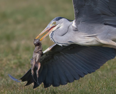 Ja de natuur is soms hard.
Aardig wat opnames kunnen maken vanaf het moment van vangen tot aan het wegvliegen.
Het wegvliegen kwam door een andere Reiger die ook interesse had in de prooi.