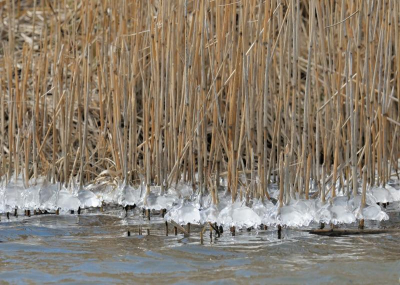 Het was een grappig gezicht, al die ijsklompjes aan de rietstengels. Ik moest de telelens gebruiken om het goed in beeld te kunnen brengen. Het water in gaan was voor mij geen optie...