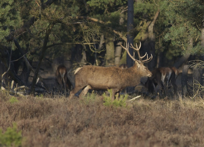 Hoezo gewei afwerpen? Eind van de middag langs de Wildbaan. De dames rustig grazend, hij op wacht. Er waren op dat moment ook een vijftal zwijnen aanwezig.