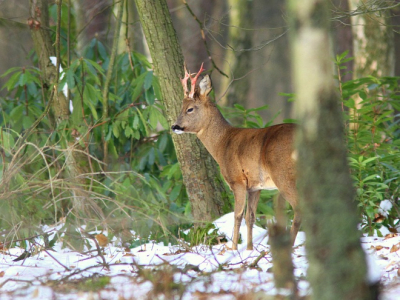 Een foto van een pas geveegde bok, met het bloed nog aan de horens. Genomen vanuit een schuilhut in het bos.