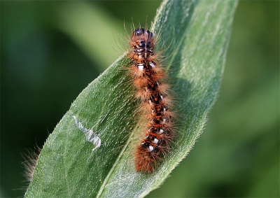 Rups, aangetroffen in de rand van pas gemaaid hooiland.